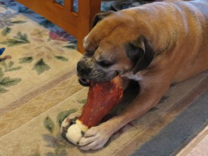 Patsy eating one of her gifts- it was gone in 5 minutes