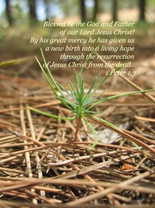 1Peter1_3b
