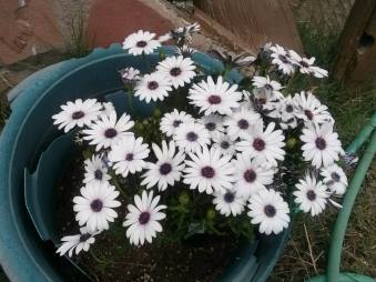 11188407_10204158546460716_1046143011769713906_n