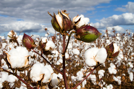 cotton-field